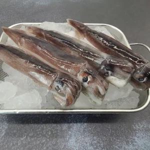 원양 선동 급냉 오징어 1kg 통 오징어 찜 숙회 통찜