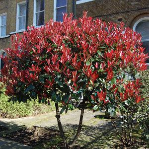 레드로빈 홍가시 울타리 꽃 나무 묘목 H0.3 전후 포트묘