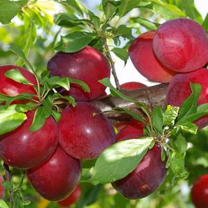 플럼코트나무 살구나무 묘목 접목1년생 샤이니 티파니 심포니 하모니 초하 하코트 홍천간