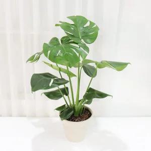 갑조네 몬스테라(대품) 개별배 송