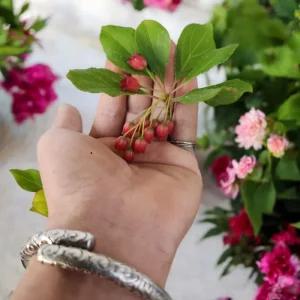 베니사라사 단풍 철쭉나무 포트 묘목 방울철쭉 개화주 노지월동 가능 (목하원예조경)