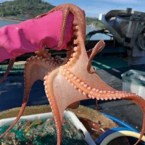 [당일어획] 남해안 자연산 돌문어 1kg  1-4미)