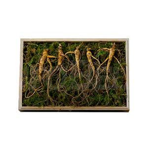 강원도 치악산 산양삼 국내산 자연산 건강 선물 사포닌 산양 삼 산삼 인삼 수삼 산양산삼 1세트