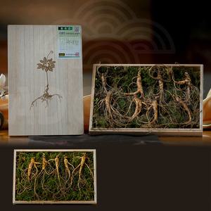 강원도 치악산 산양삼 국내산 자연산 건강 선물 사포닌 산양 삼 산삼 인삼 수삼 산양산삼 1세트