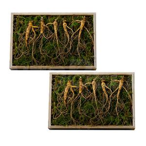 강원도 치악산 산양삼 국내산 자연산 건강 선물 사포닌 산양 삼 산삼 인삼 수삼 산양산삼 2세트