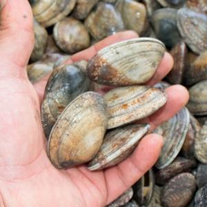 [춘백이네] 신선한 국내산 활바지락 1kg