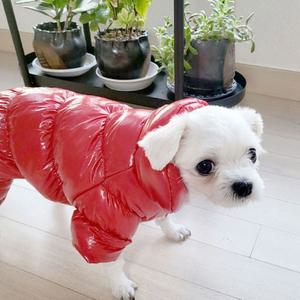 털안감 유광 말티푸패딩 강아지패딩올인원