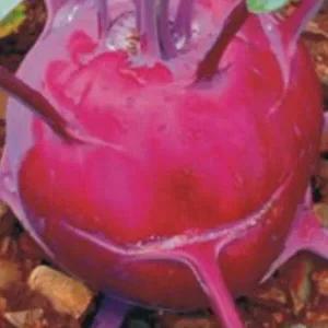 [셀러허브 패션][JHL28Q91_51CX]야채 적콜라비 채소 종자 씨앗 300립