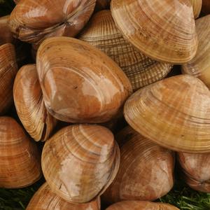 제철 명주조개 서해 갈미 명지 노랑 조개 명주 대 3kg