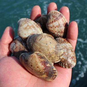 [롯데백화점]인정식탁 오늘의바다 남해안 참바지락 1kg