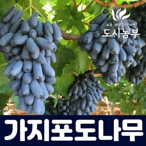 포도나무 묘목 가지포도 (블랙사파이어) 삽목1년특묘/도시같이