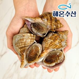 [해온수산] 자연산 삐뚤이소라 8미내외 1kg