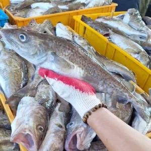 동해안 생물 대구 3kg 생대구 매운탕