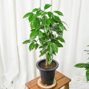 갑조네 커피나무 대품 개별배 송