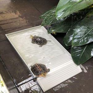 반수생 거북이키우기 커먼머스크터틀 레이저백 애완거북이 육지 먹이