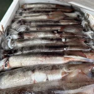 동해 초코 오징어 횟감 5미 750g 횟감 오징어 산 오징어 회 생오징어 동해오징어 생물오징어 활오징어 통오