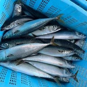 국내산 자연산 독도 참고등어 급속냉동 생물고등어 조림 구이 1kg