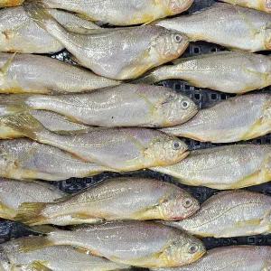 국산 생물 참조기 2kg 30미 내외