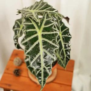 갑조네 거북알로카시아 중품 희귀 무늬