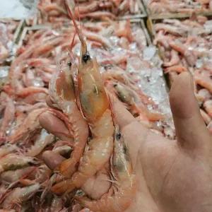 국내산 생물 달마새우 1kg