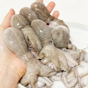 냉동쭈꾸미 손질 생물 신선 주꾸미 1kg 18미 내외