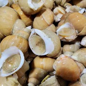 자연산 생물 백골뱅이 백고동 1kg 소소(80미 내외) /KJ