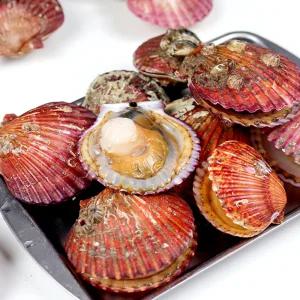 통영 제철 홍가리비 3kg 75미 내외