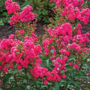 배롱나무 왜성 베를린라즈베리 120L 꽃나무 꽃향기