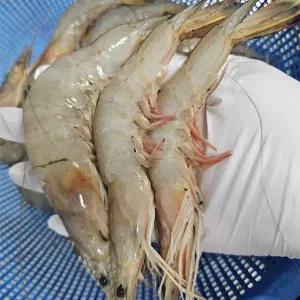 자연산 생물 암대하 새우 1kg(14미 내외)