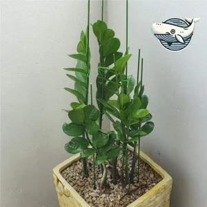 [골드스마일]식물지지대 철심 80cm 10개 덩굴 식물