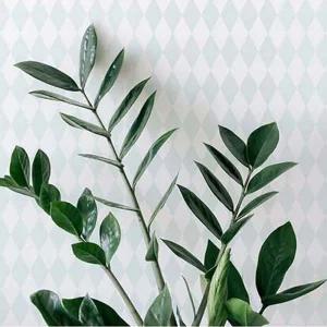 풀바른 벽지 조각 만능 붙이는 풀먹인 다이아몬드 풀먹인벽지 붙이는벽지