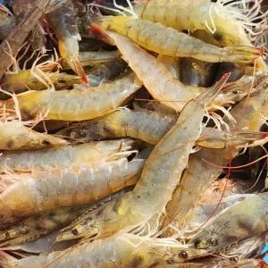 국산 활 흰다리새우 1kg