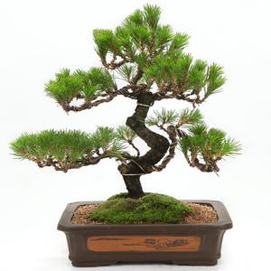 선물용 고급 명품 소나무 진백 분재 꽃배달 개업화분 승진 취임 집들이선물 생일선물 화분