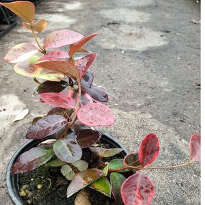 백화등(10센치) 월동가능 (꽃이피면 향기도나지요)