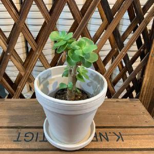 (아이포트)독일토분 마블링 화이트15호토분