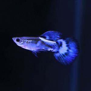 블루다이아 구피 5마리