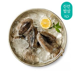 [품질보장] 더신선 태안 자연산 갑오징어 1kg 2-4미(대) / 생물 활 갑오징어