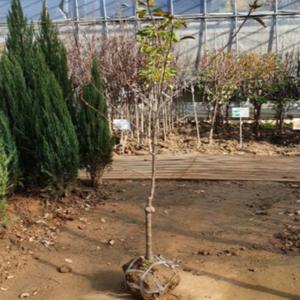 (D소망)사과나무묘목(부사) 접목3년생(분)1그루