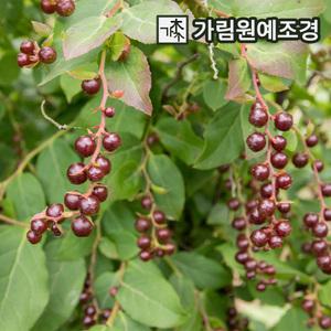 정금나무 묘목 4치장포트 가림원예조경