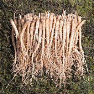 금산인삼 수삼 삼계삼 소 튀김용/백숙용/업소용 1채 750g  70~100뿌리 무료세척