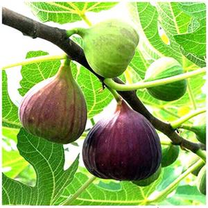 무화과나무 묘목 결실주