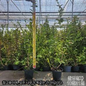 뉴하노버 블루베리나무 4년생 7치 화분묘 블루베리 결실주 대과종 (목하원예조경)