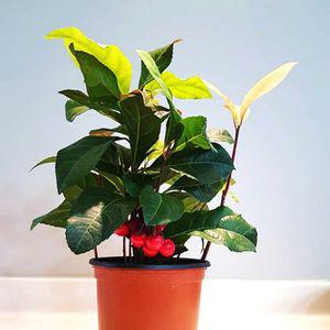 천냥금 공기정화식물 실내식물 화분 꽃 키우기