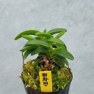 취화전 부귀란 단엽풍란 석부작 목부작 착생란