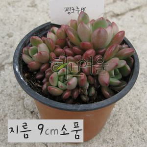 [허브여울다육] 핑크루비(핑클루비) 지름 9cm 소품 15cm중품화분 (좋은흙만 사용한 건강한다육)