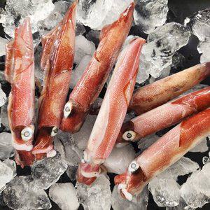 [춘백이네] 국내산 초코한치 1kg내외 (7-8미)