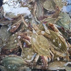 군산 제철 활 숫꽃게 1kg