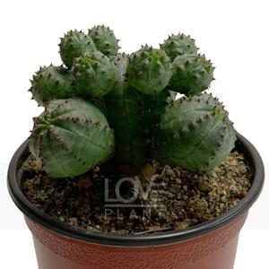 미니오베사 유포르비아 오베사 선인장 화분 다육 식물 키우기 플랜테리어 소품