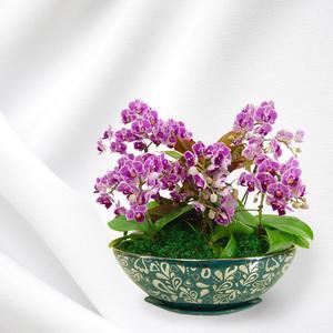 개업 승진 축하화분 서양란 꽃화분 당일3시간 꽃배달 하진플라워 무늬미니호접란 [F008]