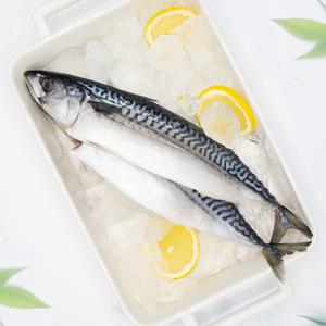 노르웨이 자반고등어 10손 냉동 저염간고등어 구이 조림용